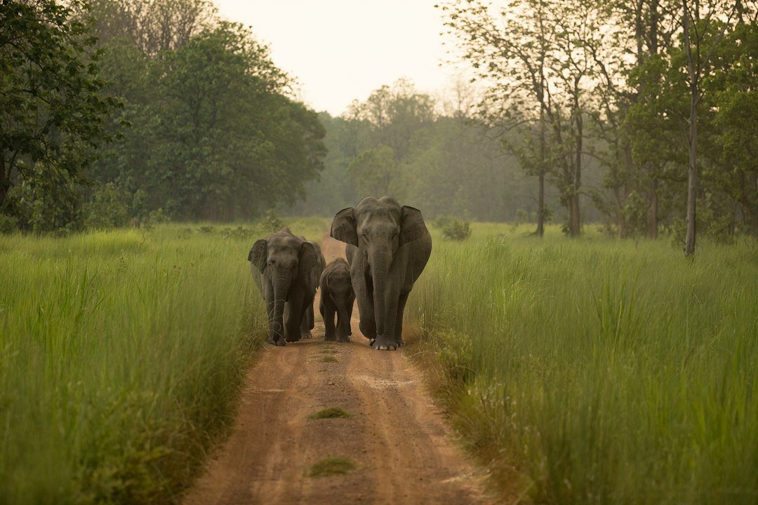 Asian elephants in forest habitat