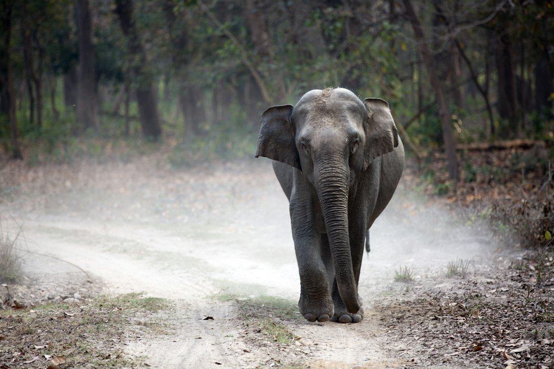 Asian elephant in Indian forest habitat