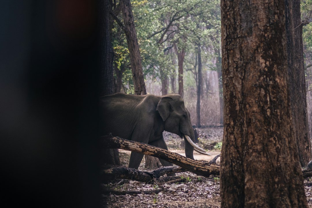 Elephant moving through wooded habitat