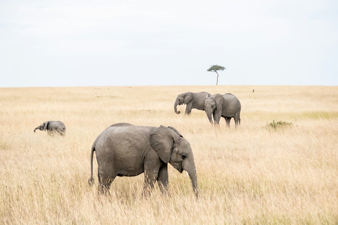 African elephant herd in savanna habitat